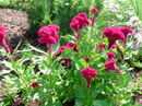 گل تاج خروس رشته‌ای